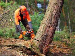 Best Hazardous Tree Removal  in Bret Harte, CA