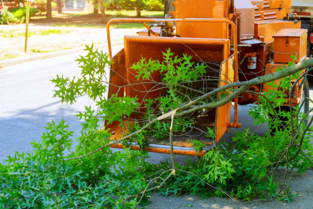 Best Tree Maintenance Programs  in Bret Harte, CA