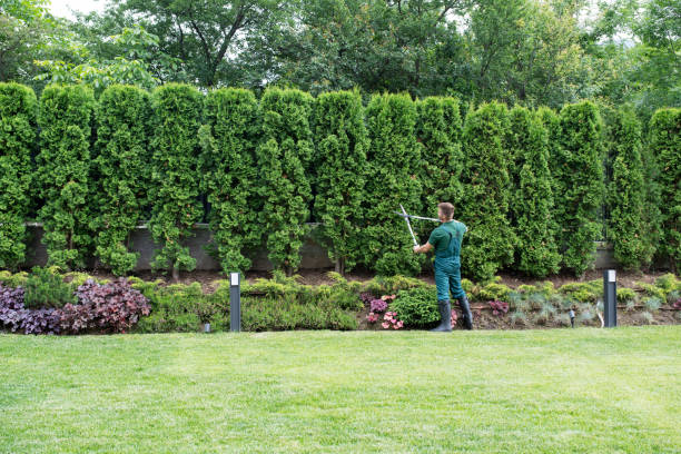 Best Tree and Shrub Care  in Bret Harte, CA