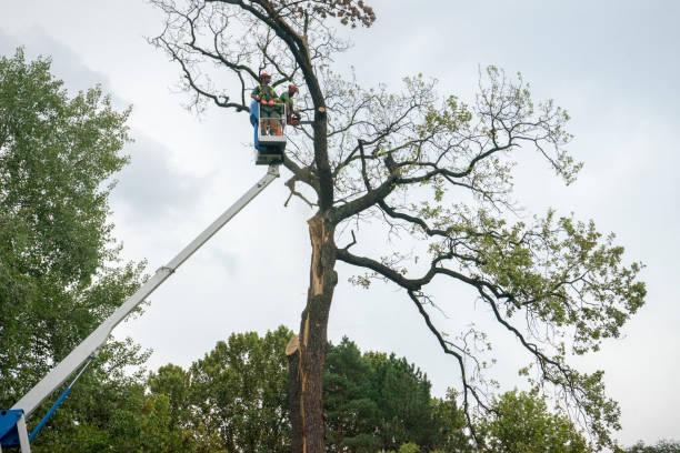 Trusted Bret Harte, CA Tree Care Services Experts