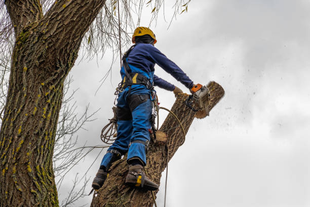 Best Storm Damage Tree Cleanup  in Bret Harte, CA