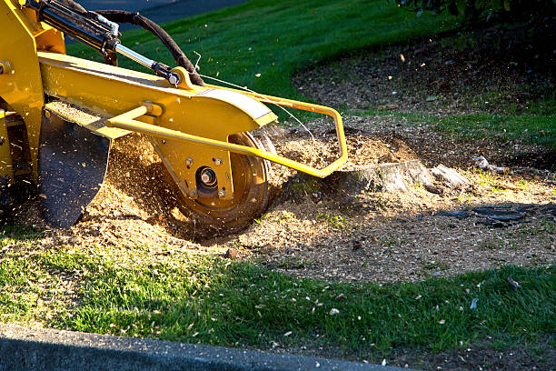 Best Tree Disease Treatment  in Bret Harte, CA